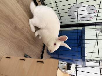 Rescue New Zealand Rabbits for Adoption in Frederick, Maryland - Sven | PetCurious