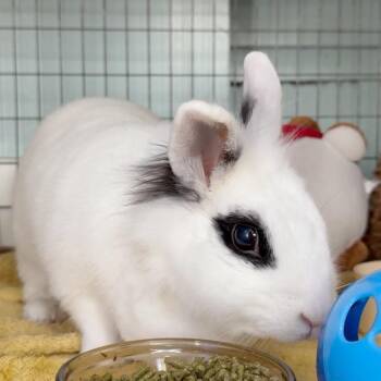 Hotot Rabbits Available for Adoption - Origami | PetCurious