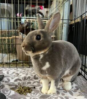 Juni -  Rex Rabbit for Adoption in Santa Cruz, California - Juni | PetCurious