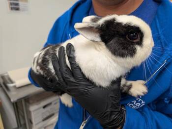 Bunny Rabbit Rabbits Available for Adoption - A879532 | PetCurious