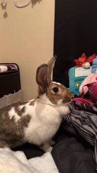 Rescue Bunny Rabbit Rabbits for Adoption in San Antonio, Texas - PLUM | PetCurious