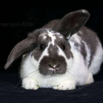 Lape -  Satin and Mini Lop Rabbit for Adoption in Portland, Oregon - Lape | PetCurious