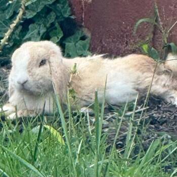 Cinnamon -  Holland Lop Rabbit for Adoption in Lynchburg, Virginia - Cinnamon | PetCurious