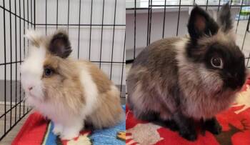 COSMOS ET LILLY -  Lionhead Rabbit for Adoption in Delson, Quebec - COSMOS ET LILLY | PetCurious
