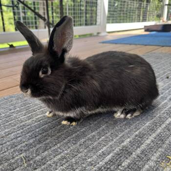 Rescue Silver Marten Rabbits for Adoption in Columbia, Maryland - Carla (Bonded To Seymour) | PetCurious