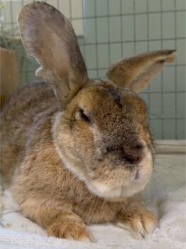 Squire -  Harlequin Rabbit for Adoption in Mill Valley, California - Squire | PetCurious
