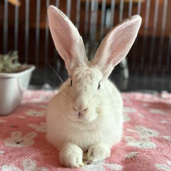 Rescue American Rabbits for Adoption in Richmond, California - Citra Hops | PetCurious