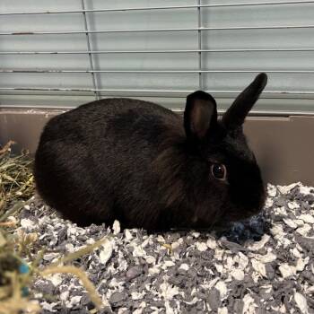 Plum -  Bunny Rabbit Rabbit for Adoption in Greensboro, North Carolina - Plum | PetCurious