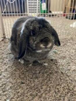 Rescue Holland Lop Rabbits for Adoption in Westerville, Ohio - Oliver | PetCurious