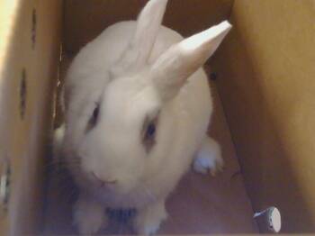 Rescue English Spot Rabbits for Adoption in Sacramento, California - OPAL | PetCurious