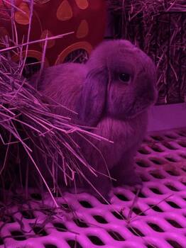 Wally -  Holland Lop Rabbit for Adoption in Skyline, Minnesota - Wally | PetCurious