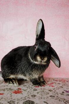 Flappy -  Silver Fox and American Fuzzy Lop Rabbit for Adoption in Long Beach, California - Flappy | PetCurious
