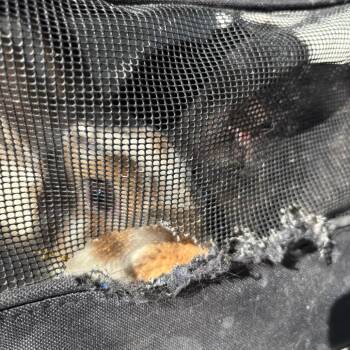 Fig -  Bunny Rabbit Rabbit for Adoption in Greensboro, North Carolina - Fig | PetCurious