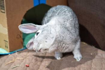Stardust -  Chinchilla and Dutch Rabbit for Adoption in Portland, Oregon - Stardust | PetCurious
