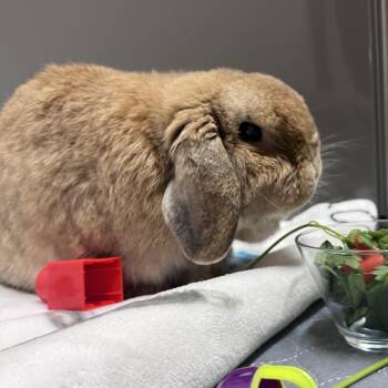 Alfalfa -  Holland Lop Rabbit for Adoption in Chesapeake, Virginia - Alfalfa | PetCurious
