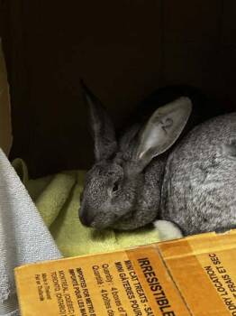 Flemish Giant Rabbits Available for Adoption - Taffy (72) | PetCurious