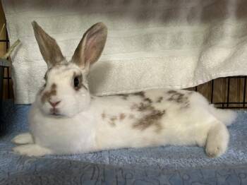 Rescue English Spot Rabbits for Adoption in San Antonio, Texas - Maavra | PetCurious