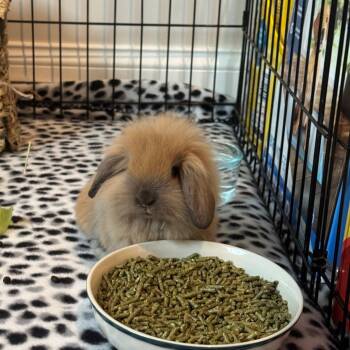 Thorn -  Lionhead Rabbit for Adoption in Chattanooga, Tennessee - Thorn | PetCurious
