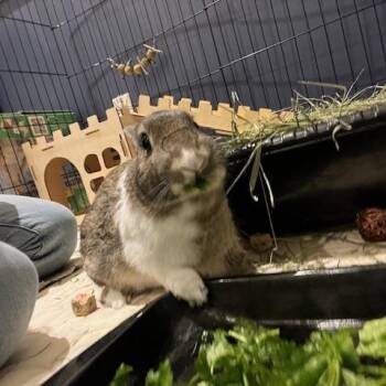 Rescue Dutch Rabbits for Adoption in Los Angeles, California - Nutmeg | PetCurious