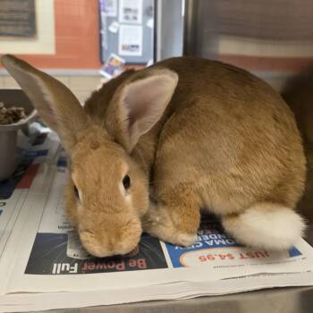 Pumpkin Spice -  Bunny Rabbit Rabbit for Adoption in Pauls Valley, Oklahoma - Pumpkin Spice | PetCurious
