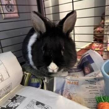 Oscar -  American Sable Rabbit for Adoption in Chicago, Illinois - Oscar | PetCurious