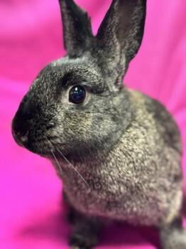 Jaclyn -  Bunny Rabbit Rabbit for Adoption in Westerville, Ohio - Jaclyn | PetCurious
