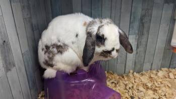 Bunny Rabbit Rabbits Available for Adoption in Charlotte, North Carolina - QUINCEI | PetCurious