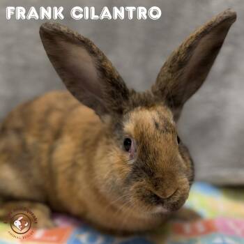 American Rabbits Available for Adoption in Frederick, Maryland - Frank Cilantro | PetCurious