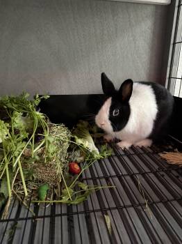 Rescue Dutch Rabbits for Adoption in Gig Harbor, Washington - Apollo | PetCurious