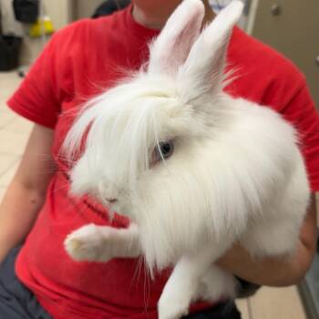 Evanescence -  American Rabbit for Adoption in Birmingham, Alabama - Evanescence | PetCurious