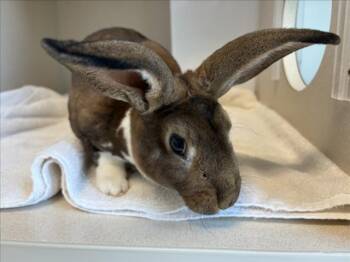 WESSON -  Bunny Rabbit Rabbit for Adoption in Loveland, Colorado - WESSON | PetCurious