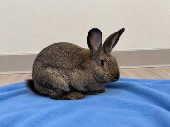 Darius -  Bunny Rabbit Rabbit for Adoption in Delson, Quebec - Darius | PetCurious