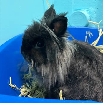 Rescue Lionhead Rabbits for Adoption in South Burlington, Vermont - Bunjamin Franklin | PetCurious