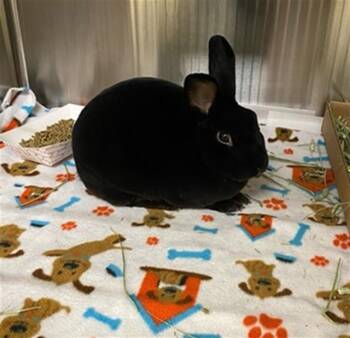 Mini Rex Rabbits Available for Adoption in St. Louis, Missouri - DINO | PetCurious