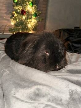 Rescue English Lop Rabbits for Adoption in Santa Cruz, California - Wolfie | PetCurious