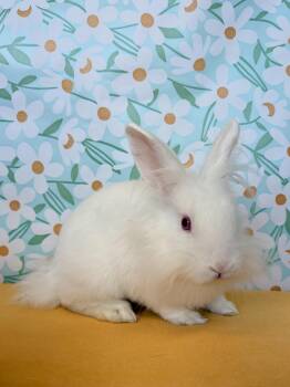 Sloane -  Lionhead and Florida White Rabbit for Adoption in Long Beach, California - Sloane | PetCurious