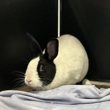 Princess Fluff -  Bunny Rabbit Rabbit for Adoption in Oak Brook, Illinois - Princess Fluff | PetCurious