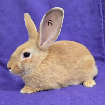 Chai -  American and Palomino Rabbit for Adoption in Evansville, Indiana - Chai | PetCurious