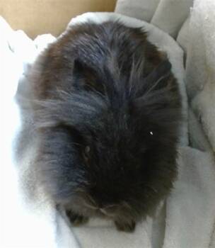 Bunny Rabbit Rabbits Available for Adoption in Oklahoma City, Oklahoma - A473823 | PetCurious
