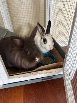 Rescue Lionhead and Hotot Rabbits for Adoption in Los Angeles, California - Cheerio & Caramel | PetCurious