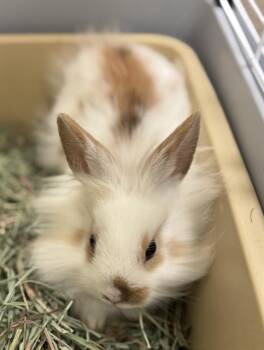 Lionhead Rabbits Available for Adoption - BUNDT | PetCurious