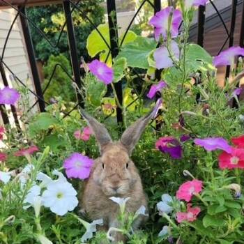 Maple -  American Rabbit for Adoption in Taylorsville, Utah - Maple | PetCurious