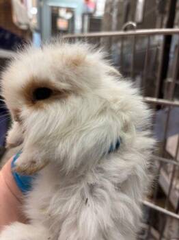 Juliet aka Pebbles -  Lionhead Rabbit for Adoption in Santa Cruz, California - Juliet Aka Pebbles | PetCurious