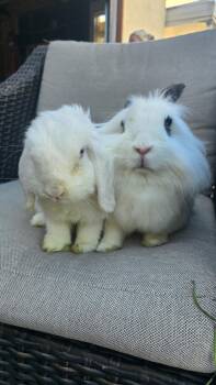 Kamran & Muffin -  Holland Lop and Lionhead Rabbit for Adoption in Los Angeles, California - Kamran & Muffin | PetCurious