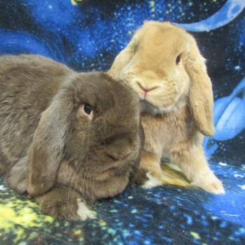Cosmic Brownie -  Mini Lop Rabbit for Adoption in Wilmington, Delaware - Cosmic Brownie | PetCurious