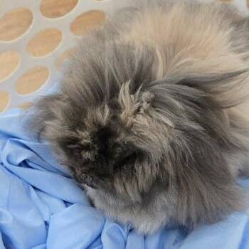Angora Rabbit Rabbits Available for Adoption in Lyndhurst, Virginia - BunBun | PetCurious