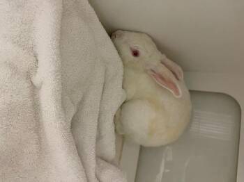 Rescue Bunny Rabbit Rabbits for Adoption in Hayward, California - OLENADER | PetCurious