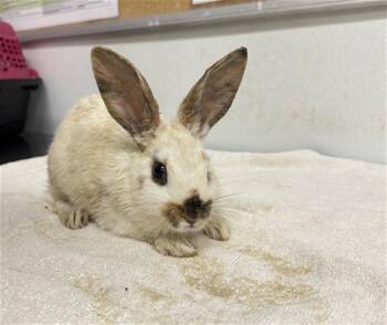 COOKIE DOUGH -  Bunny Rabbit Rabbit for Adoption in Camarillo, California - COOKIE DOUGH | PetCurious