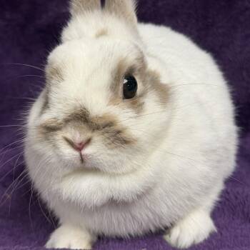 Netherland Dwarf Rabbits Available for Adoption in Edinburg, Pennsylvania - Tiny Tina: Video!! | PetCurious