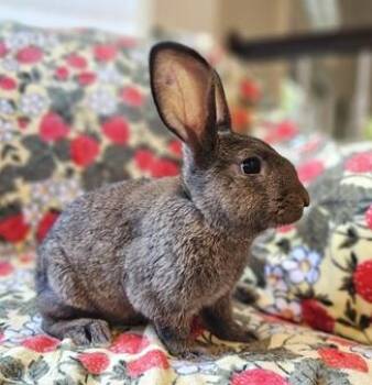 Kristine -  American Rabbit for Adoption in Folsom, California - Kristine | PetCurious